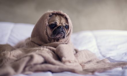 3 Ways to Care For Your Sick Dog