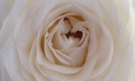 Beautiful white roses
