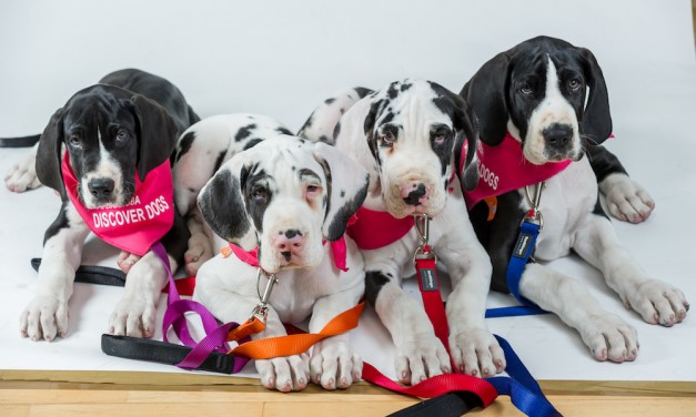 Win Tickets To Eukanuba Discover Dogs