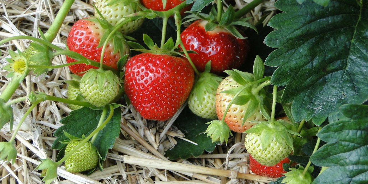 Top Tips on Squeezing the Most out of Strawberry Season