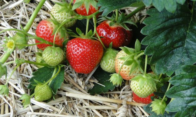 Top Tips on Squeezing the Most out of Strawberry Season