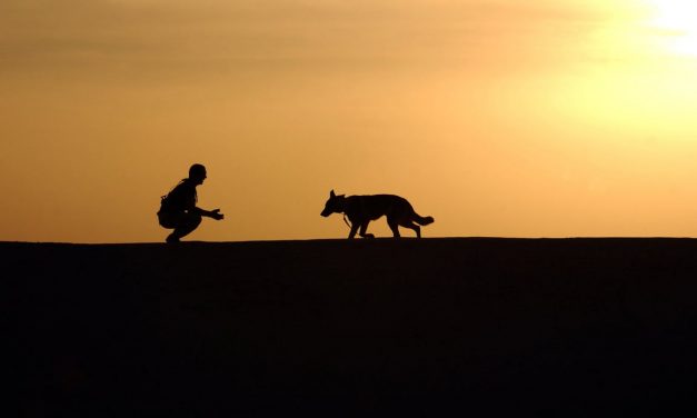 THE CRITICAL ROLE A DOG TRAINER PLAYS IN A DOGS BEHAVIOUR