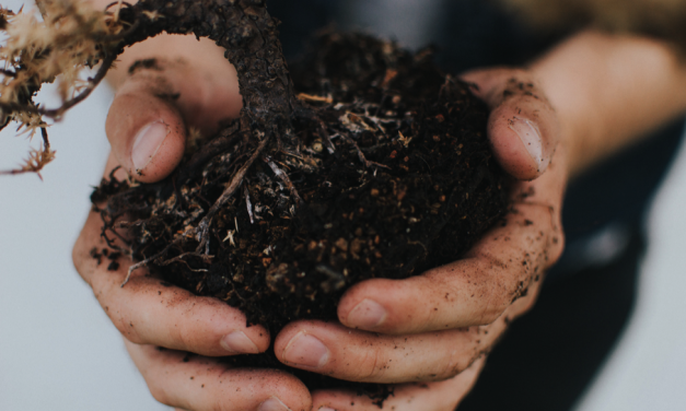 Rubbish Clearance: 11 Weird Things You Can Compost