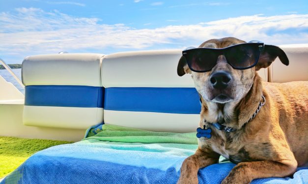 How to Keep Your Dog Cool During Summer