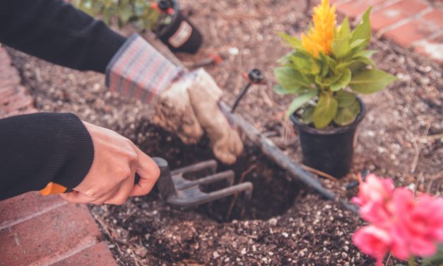 6 Steps to Getting Your Garden Ready for Summer