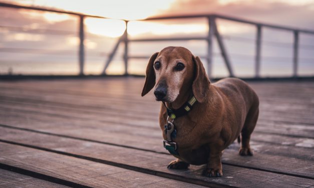 Which Dog Matches Your Star Sign?