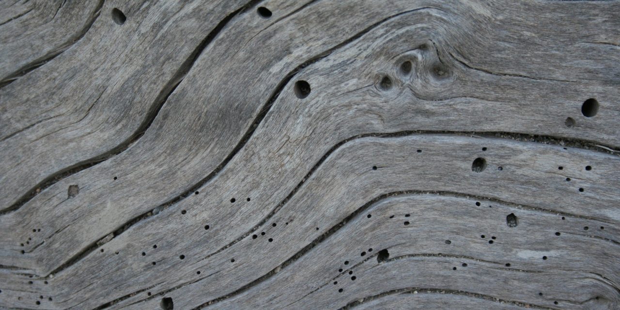 What Does Woodworm Look Like?