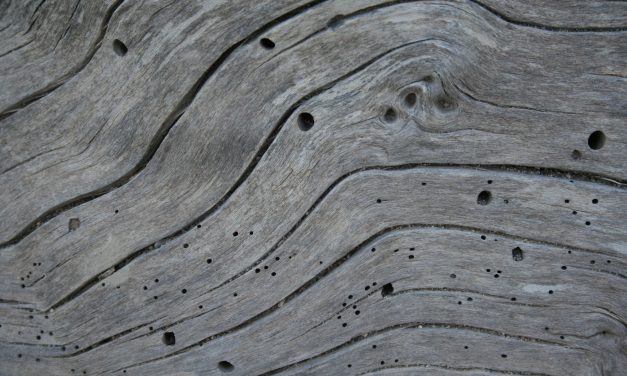 What Does Woodworm Look Like?